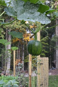 green pumpkin hanging vertical