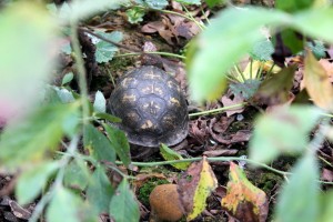 turtle in garden