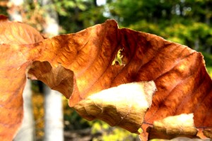 Fall leaves 10-24-15