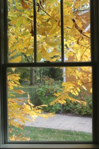Fall leaves 10-24-15 window