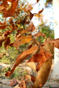 Fall leaves2 10-24-15