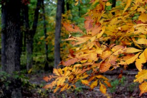 fall leaves woods 10-24-15