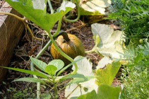 pumpkin in garden