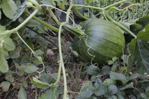 fallen green pumpkin on the vine