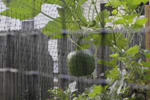 green pumpkin hanging