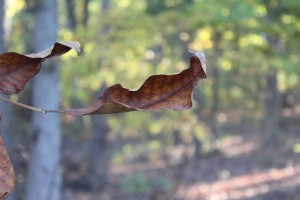 leaf in fall