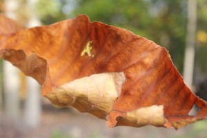 Fall leaf 10-24-15