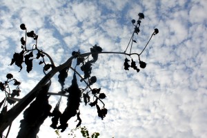 dead sunflowers horizontal 10-24-15