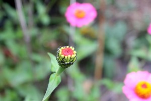 fall flower bud 10-24-15