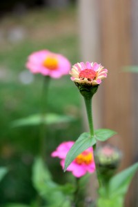 fall flower bud vertical 10-24-15