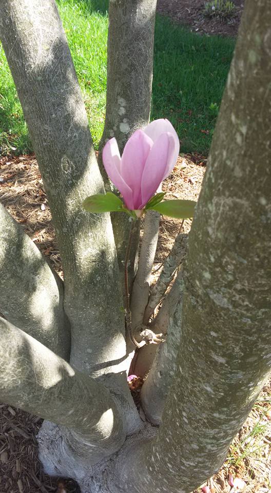 flower in magnolia