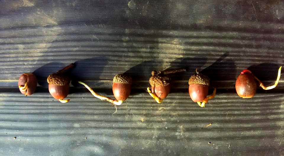 acorns